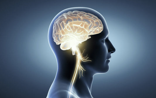 Pulsetto parasympathetic nervous system