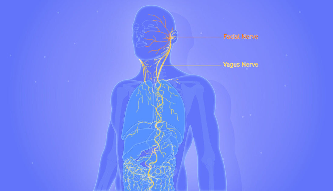 Unlocking the Vagus Nerve: A Comprehensive Guide to Vagus Nerve Stimulation (VNS)