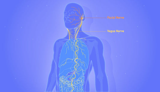 Unlocking the Vagus Nerve: A Comprehensive Guide to Vagus Nerve Stimulation (VNS)