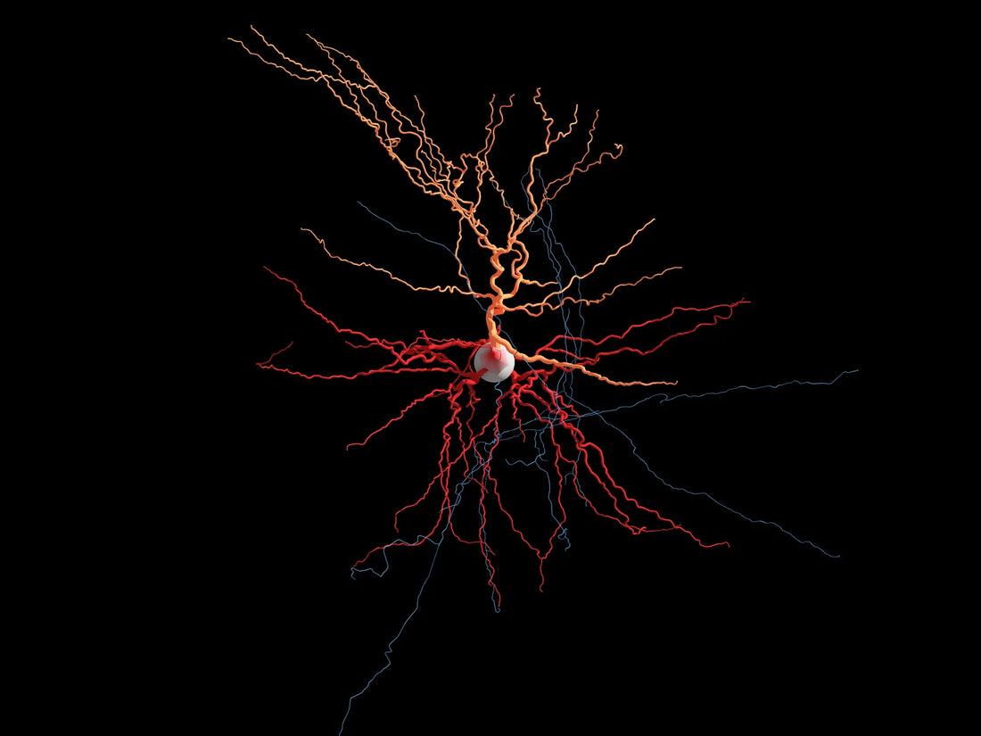The Vagus Nerve: Your Secret Weapon in Fighting Stress