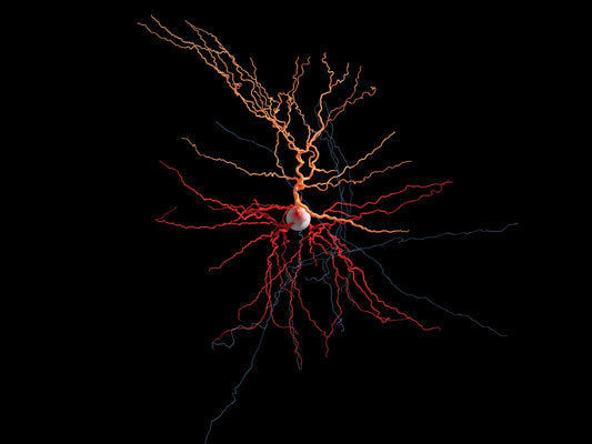 The Vagus Nerve: Your Secret Weapon in Fighting Stress