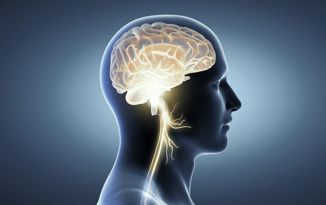 Pulsetto parasympathetic nervous system