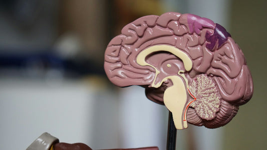 Role of Vagus Nerve Stimulation in Epilepsy Management - Pulsetto